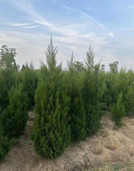 蜀桧和大龙柏什么区别 谁能告诉我 龙柏和蜀桧的寓意是什么