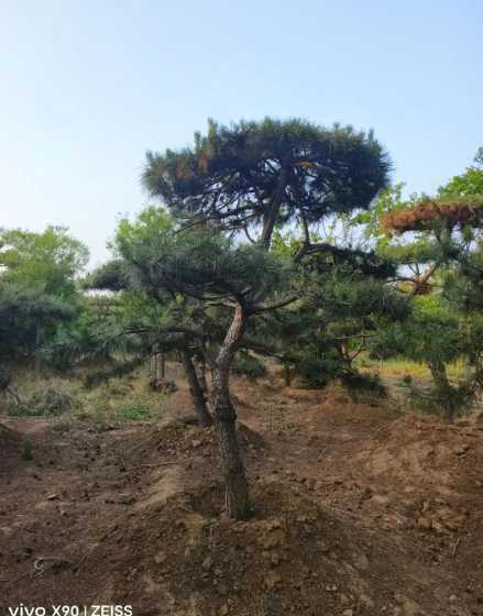 松树20公分大多少钱 松树苗价格多少钱一棵