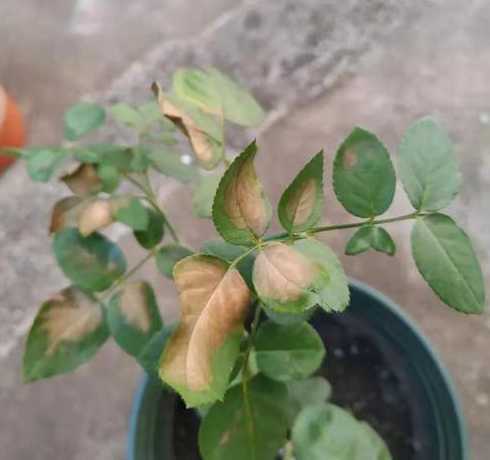 月季发黄落叶怎么补救 月季花叶子发黄枯萎是怎么回事(月季移栽后黄叶补救方法)