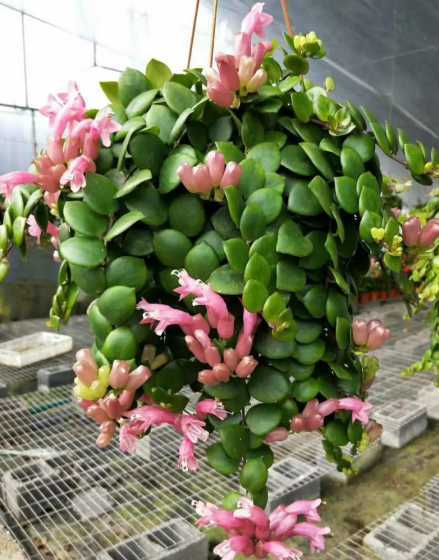口红吊兰掉花苞为什么 口红吊兰长势很好,就是没有花苞,怎么回事