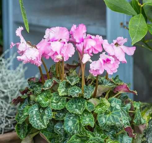 仙客来的花粉怎么去除 山茶花什么时候枯掉