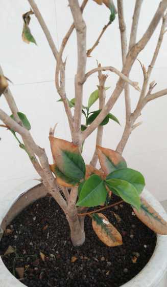为什么茶花长枝不开花 茶花为什么不开花 茶花不开花的原因