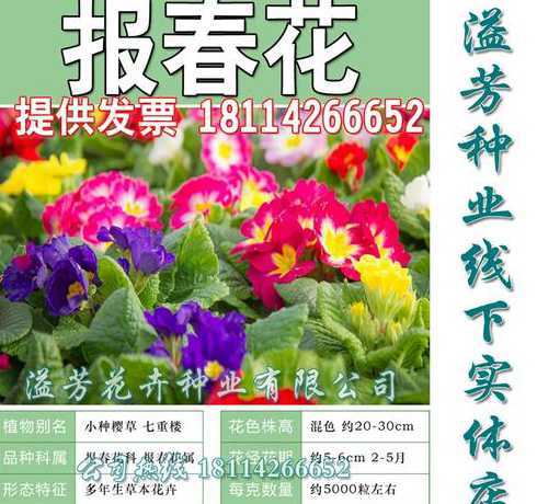 四季樱花草种子几天发芽 樱花草种子怎么种,用什么土浇多少水什么季节种