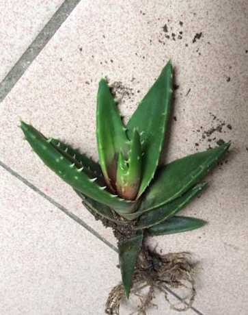 芦荟叶子发红怎么回事 芦荟叶子发红怎么办