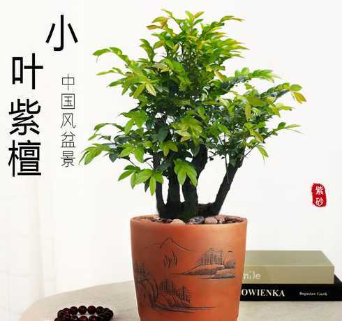 盆栽前期树桩怎么种植 盆栽人参果树桩的种植方法