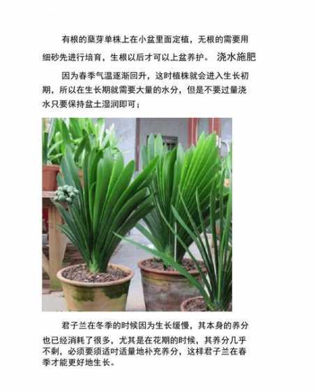 君子兰用普通土怎么养 君子兰可以使用普通土养殖吗