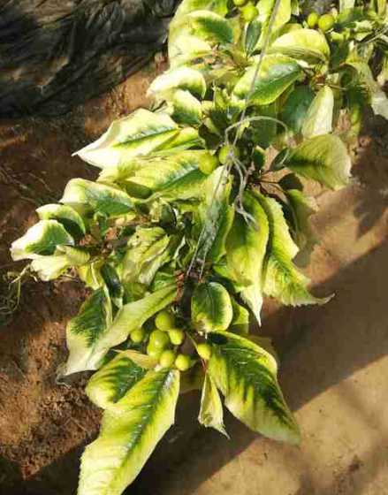 植物叶尖变白什么原因 植物叶子发白是缺什么元素