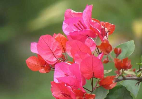 广东适合种什么草本花 广东山地适合种植什么牧草