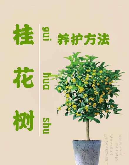 家养桂花树有什么说法 桂花树镇宅还是招鬼 桂花树有什么寓意