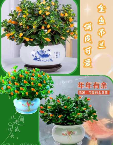 金鱼吊兰怎么养的粗壮 吊兰金鱼花怎么养