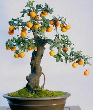 盆栽果树冬季怎么管理 盆栽的苹果树冬天怎么保养