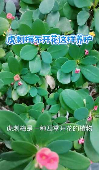 虎刺梅不开花怎么补救 我养的虎刺梅光长叶子不开花,一有花蕊就干掉了怎么办