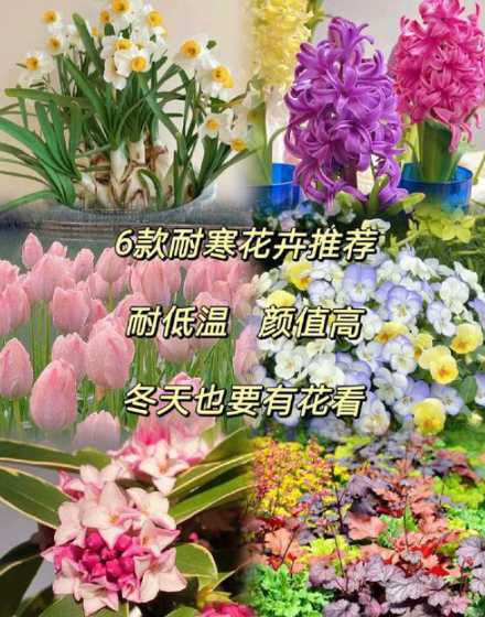大连冬天适合养什么花 大连适合养什么花
