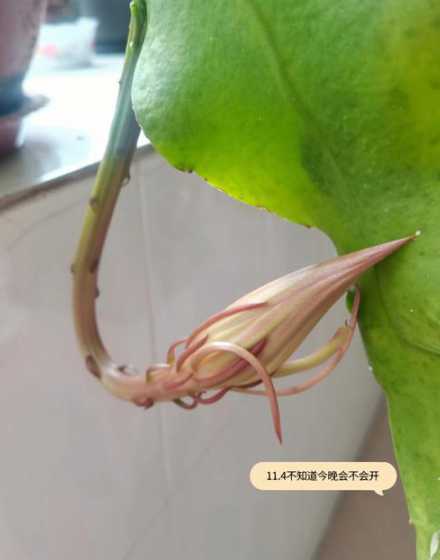 昙花要开花了怎么护理 昙花怎么修剪才利于开花