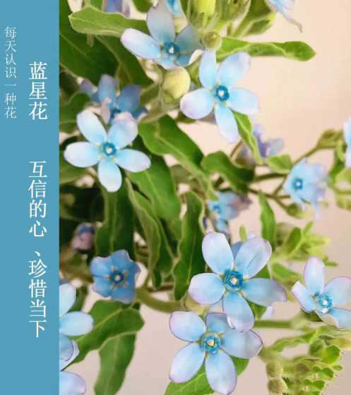 蓝星花代表什么意思啊 蓝星花花语及寓意(蓝星花代表的象征意义)