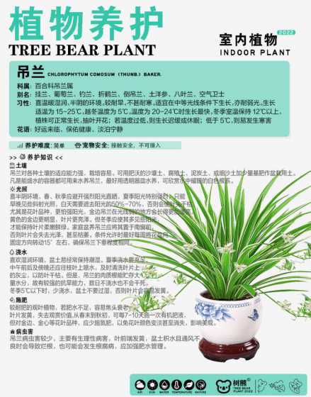 吊兰怎么养才能更旺盛 吊兰怎么水养才能更旺盛吊兰如何水养才能更旺盛