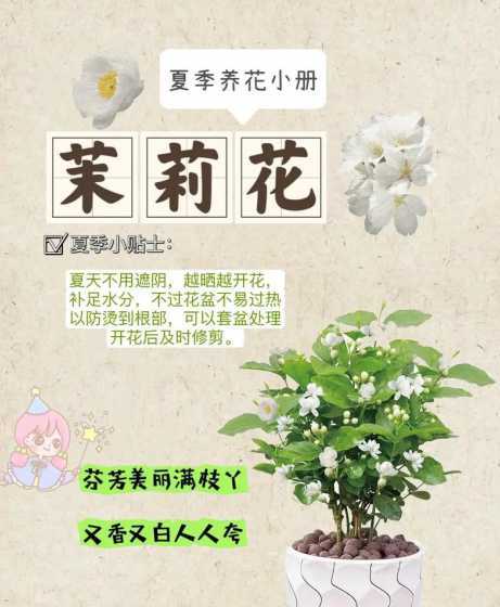 茉莉花在夏天怎么管理 茉莉花夏天可以暴晒吗