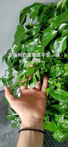 送人绿萝表达什么寓意 绿萝送恋人寓意好不好