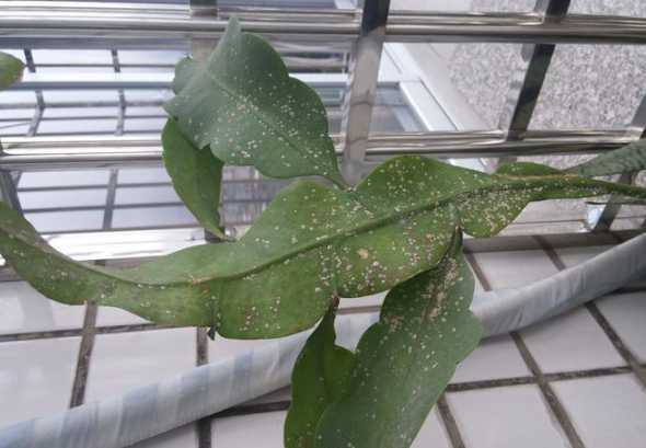 假昙花为什么叶子软了 假昙花只长叶子不开花是什么原因及解决办法