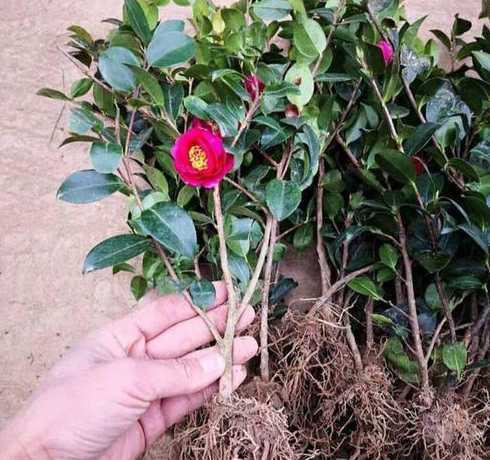 茶花幼苗什么时候换盒 茶花的幼苗是怎么培殖勹的