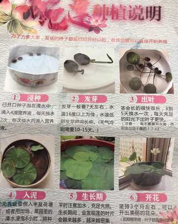 为什么碗莲要放土里养 种植碗莲的泥土为什么要提前两周浸泡