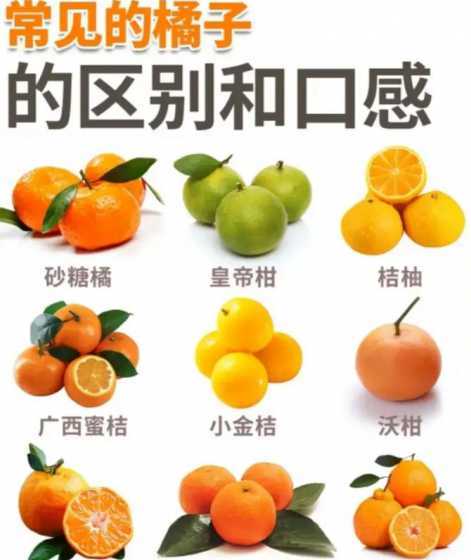 桔子的形状有什么区别 桔子、橘子、橙子的区别是什么啊