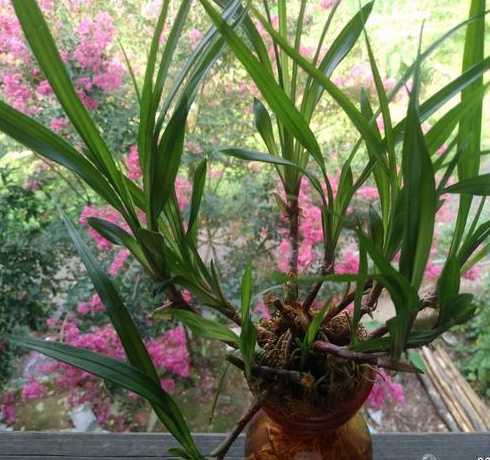 吉祥草用什么盆子种植 吉祥草养殖方法和注意事项(吉祥草种植方法)