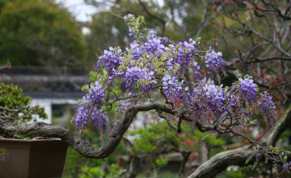 庭院种什么品种紫藤好 紫藤哪个品种最好