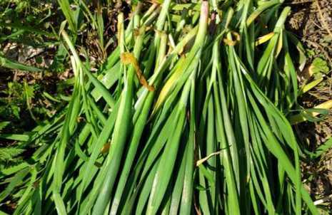 长得像韭菜植物是什么 长得像韭菜的蔬菜