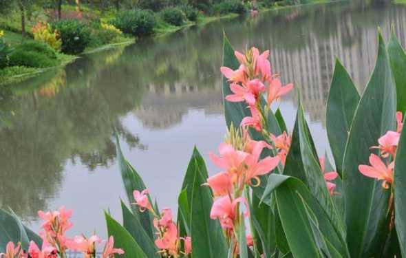 河道水生植物常见哪些 有哪些适合种在城市的河道河滩地水生植物,要比较容易