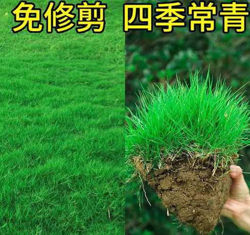 草坪高羊毛多少钱一平 高羊毛草坪养护