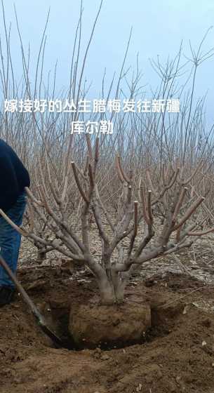 腊梅花用什么树桩嫁接 腊梅可以嫁接吗怎么嫁接腊梅花