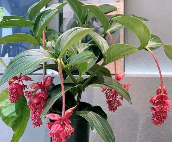 宝莲灯花怎么是绿色的 宝莲灯花两种颜色分别是什么