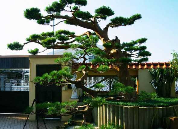 别墅花园适合种什么树 别墅花园里面种什么树好