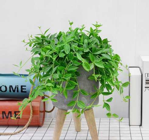 钻石翡翠盆栽怎么浇水 翡翠钻石的盆栽方法