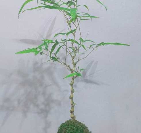 盆栽金丝竹用什么土种 盆栽什么名字