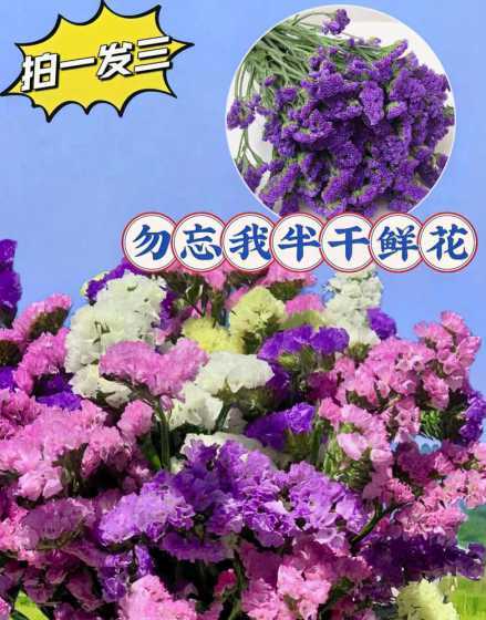 勿忘我象征着什么意义 勿忘我象征什么意义