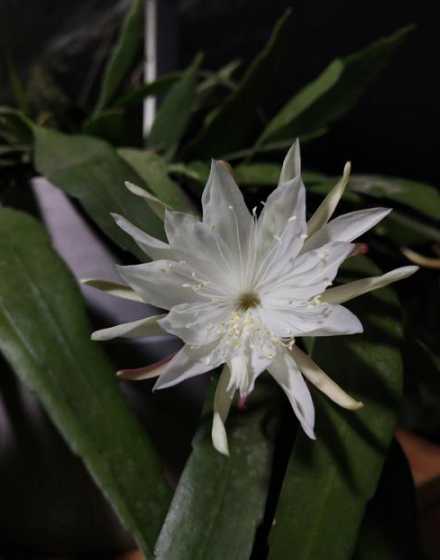 令箭昙花什么时候嫁接 昙花什么时候嫁接成活率高