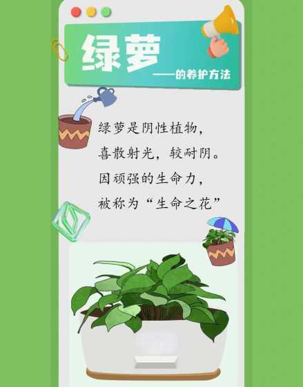 绿萝为什么要叫做绿萝 绿萝为什么叫这个名字