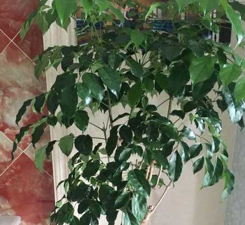 绿宝冬天室内怎么浇水 绿宝怎样浇水