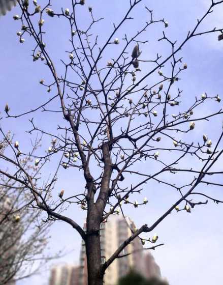 玉兰树生长在什么地区 玉兰花适宜生长在什么环境中