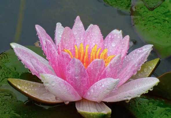 滴水莲开花象征着什么 滴水莲一般花语都是什么花期多久