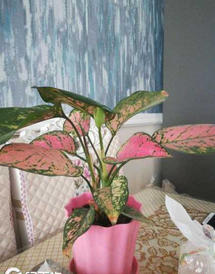 盆栽如意衰败了怎么救 帮忙诠释一下,盆栽如意的含义好吗!