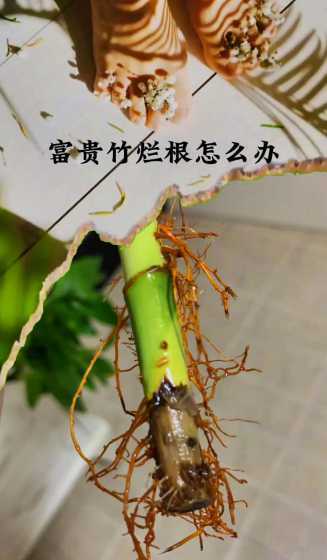 富贵竹为什么不能剪根 富贵竹,因为太高了,剪短了,剩下的根还能长出叶子吗