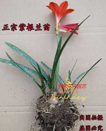 紫根兰为什么不爱开花 紫根兰为什么不开花呢