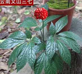 三七根怎么种植花盆栽 三七盆栽怎么种