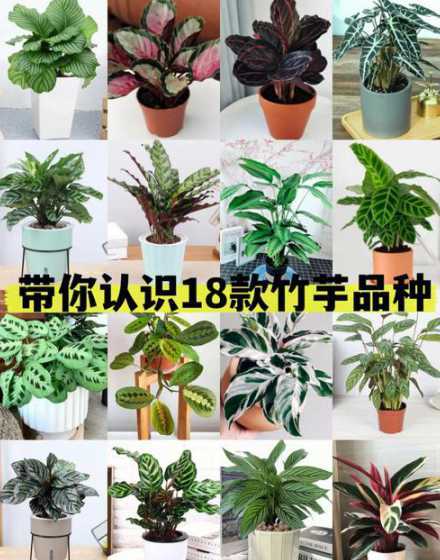 竹芋叶子朝下什么原因 竹芋叶子下垂怎么补救 具体做法是什么