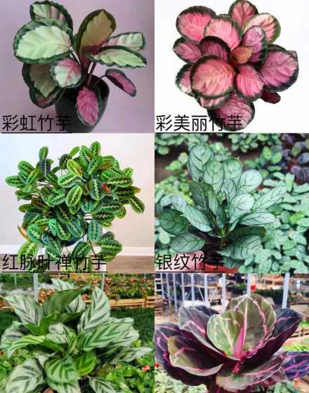竹芋为什么不能放卧室 竹芋可以放卧室吗