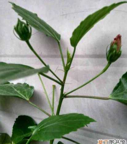 扶桑花掉花蕾怎么回事 扶桑花掉花蕾的原因及解决办法