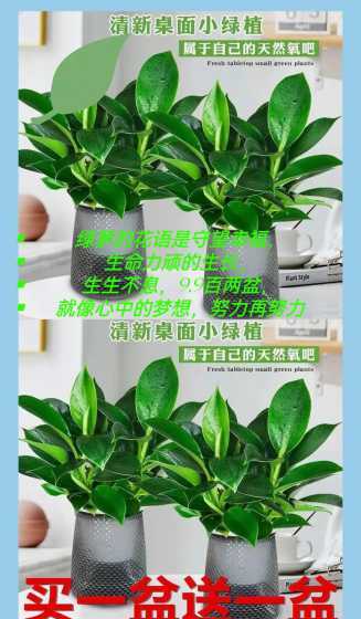 室内养绿罗有什么好处 什么东西可以吸收辐射